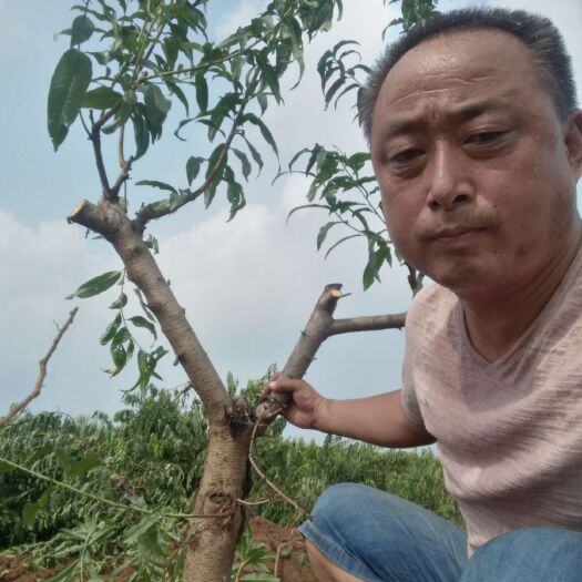 冠县黄桃树苗 占地桃树，绿化树