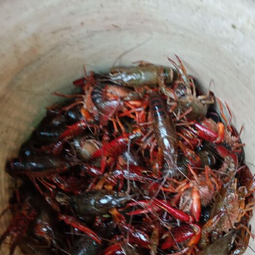 重庆市 虾苗