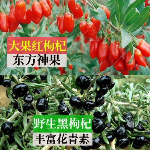 邵东市 四季播种红枸杞种子 野生黑枸杞种子  阳台盆栽菜园药材种子高