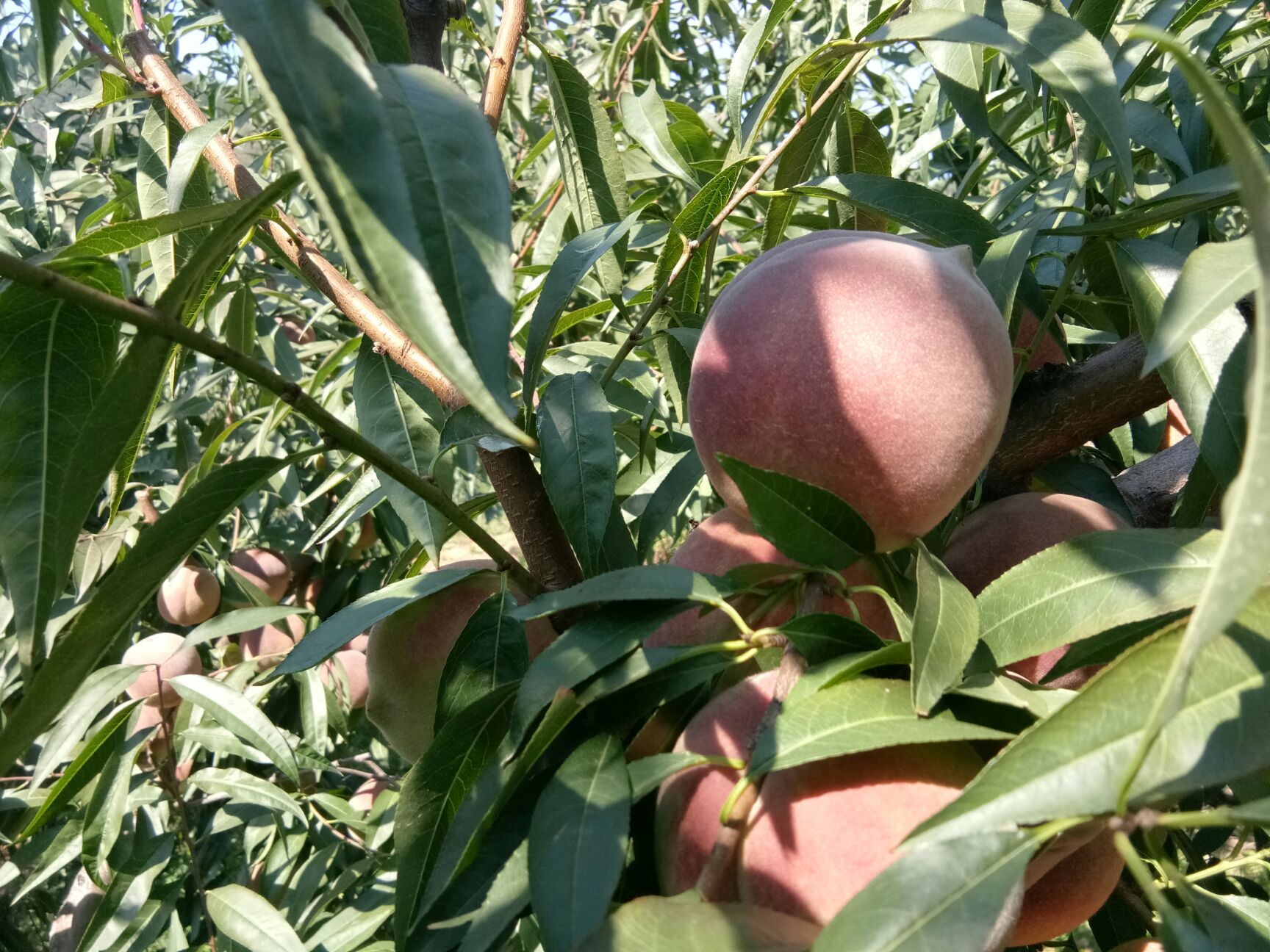  純種青州蜜桃，干甜清脆，香甜入口，離核紅心