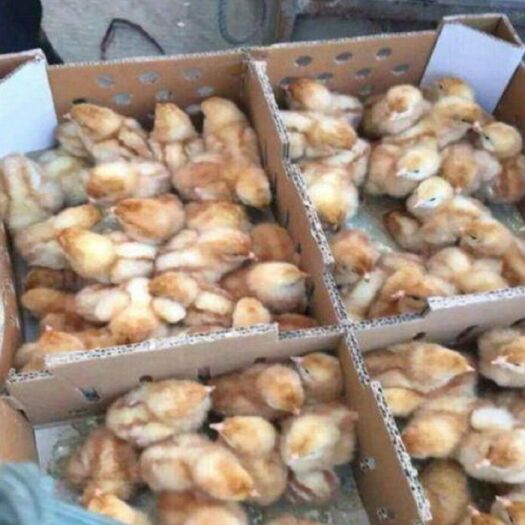 南宁 海兰褐鸡苗-多产蛋鸡苗-包打疫苗，包活到家