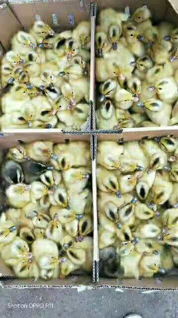 衡阳产蛋王蛋鸭苗 绿壳蛋鸭苗 青壳二号四号蛋鸭江南蛋鸭苗产蛋高