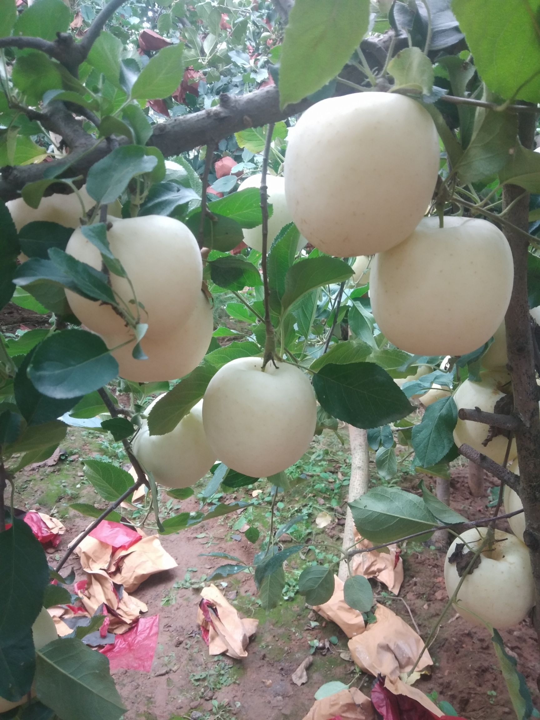 红富士苹果  红富士苹！货好！量大！需要的老板赶紧联系