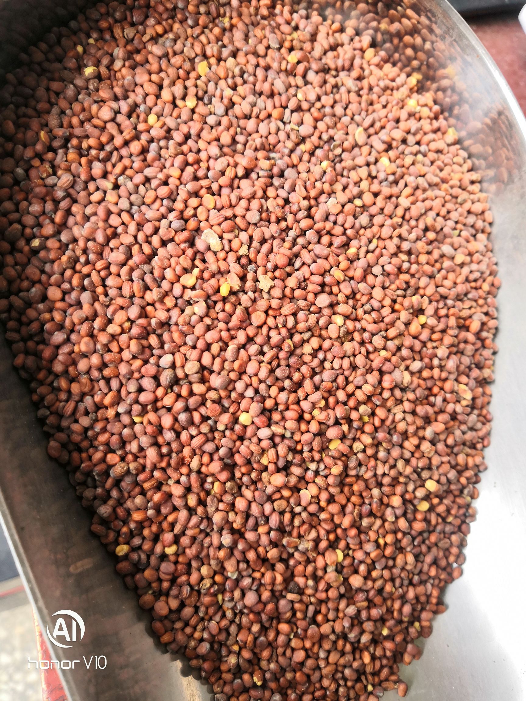 福建白萝卜种子