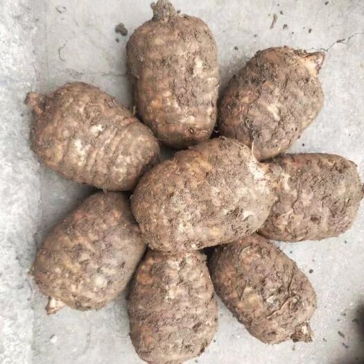 彝良县 天麻是名贵药材，又是绿色保健食品