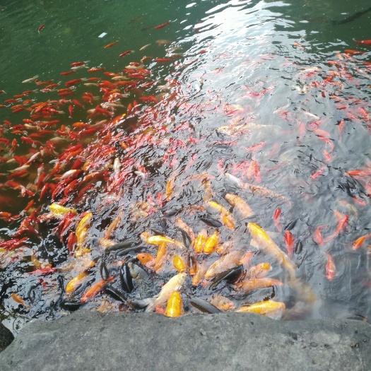 重庆市 高品质鲫鱼，草鱼出售