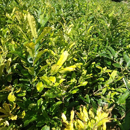 洛南县蒙古栎 出售苗木100000株