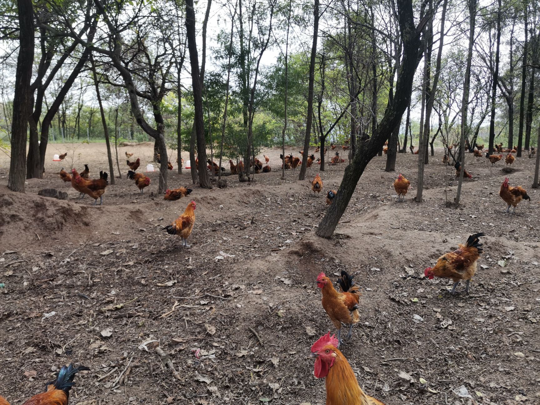  散养青脚麻土鸡