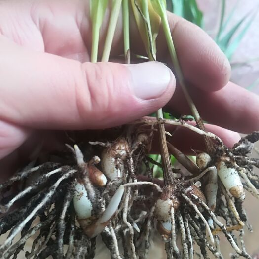 蓝田县紫花白芨苗 三叉紫花白及