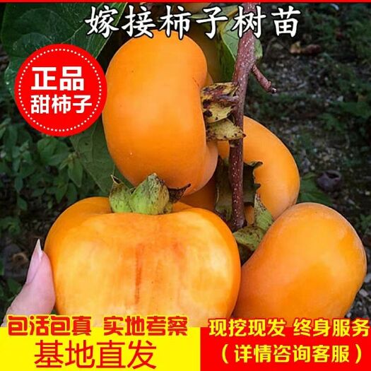 平邑县甜心柿苗 直接摘吃甜柿子苗