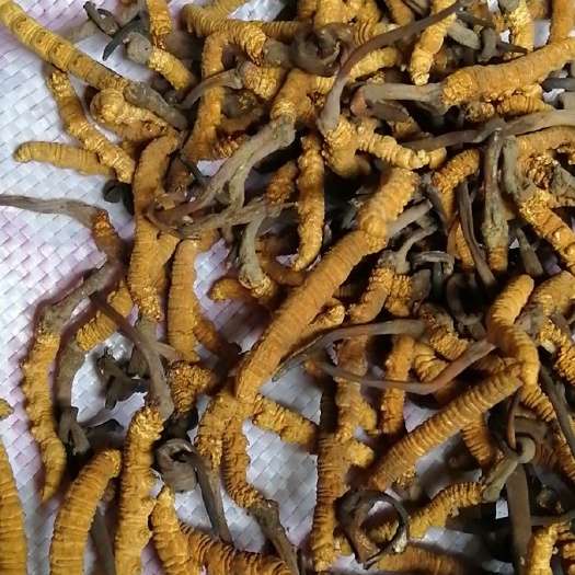 波密县 西藏林芝波密县冬虫夏草，天然食品，