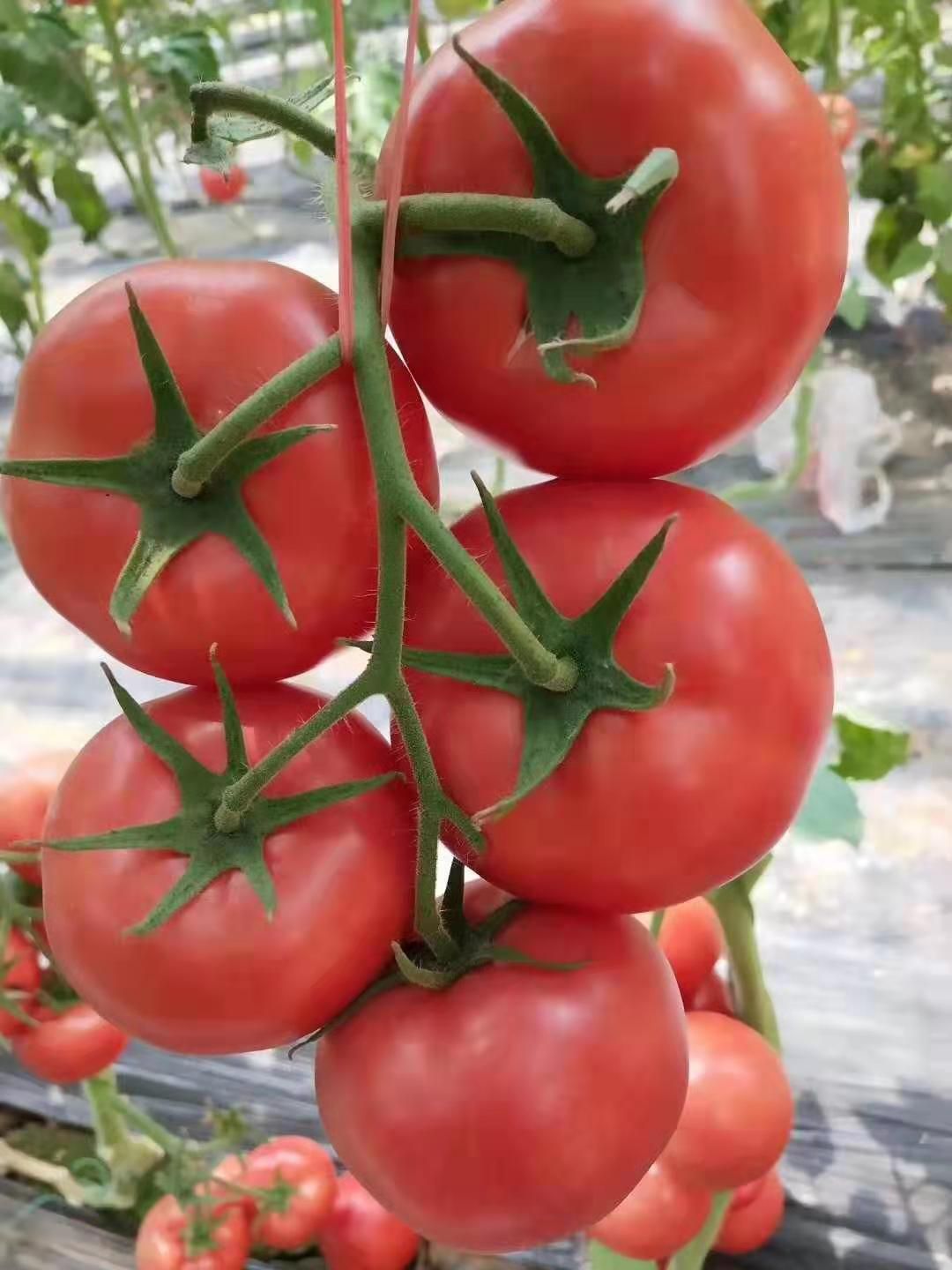 大红番茄苗  大红大粉番茄种苗