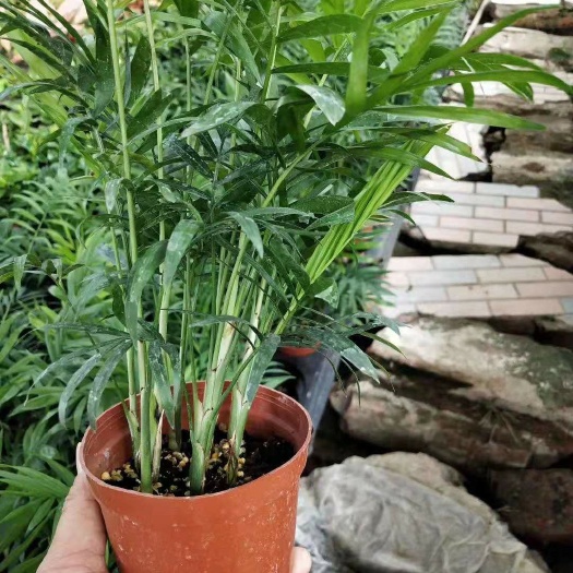 110袖珍椰子盆栽