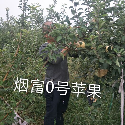 绛县烟富10苹果苗 烟富0苹果苗，果面全红，个大是富士里面最好的品种