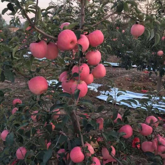 绥中县寒富苹果 绥中韩富大量上市