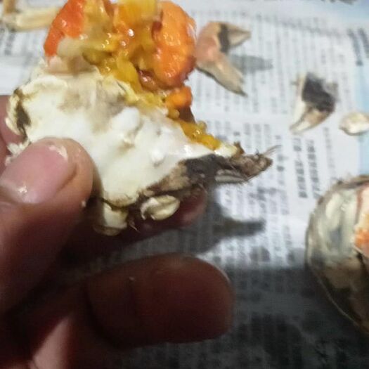 泰兴市生态大闸蟹 红膏满黄囗感杠杠滴