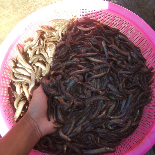 邵武市泥鳅苗 泥鳅寸苗出售