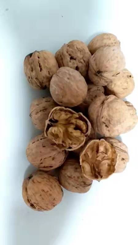 遵化市 遵化大批量薄皮核桃
