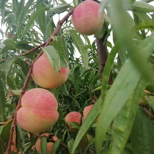 映霜红蜜桃 映霜红大量上市有需要的赶紧下单啊，口感好，耐运输