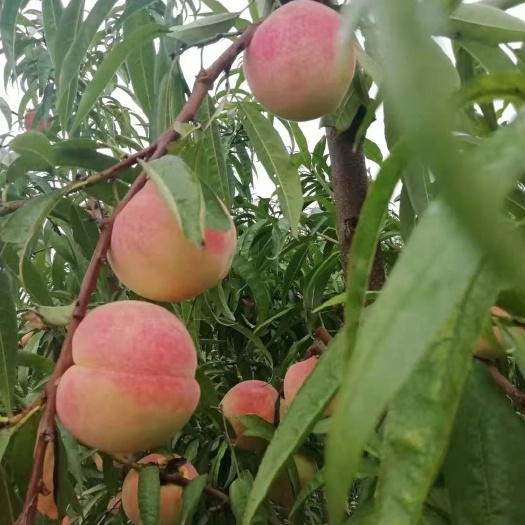 威县映霜红蜜桃 映霜红大量上市有需要的赶紧下单啊，口感好，耐运输