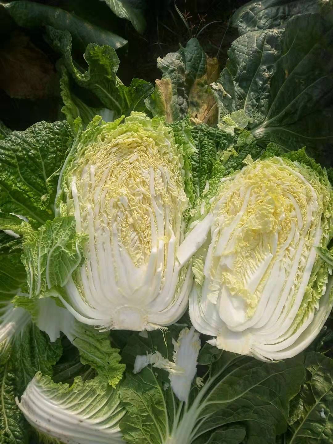 青雜三號白菜 產地直銷，量大優(yōu)先