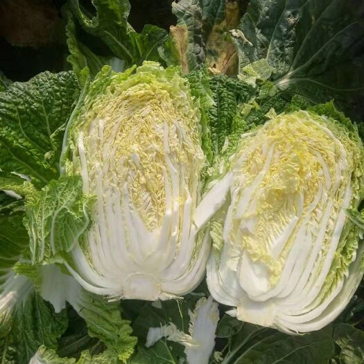 夏邑县青杂三号白菜 产地直销，量大优先