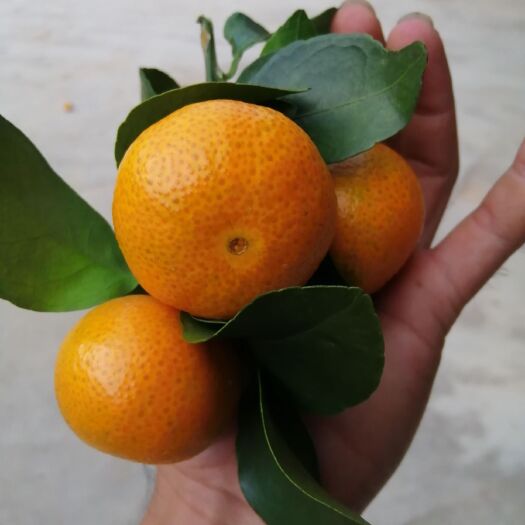 广西金秋沙糖桔