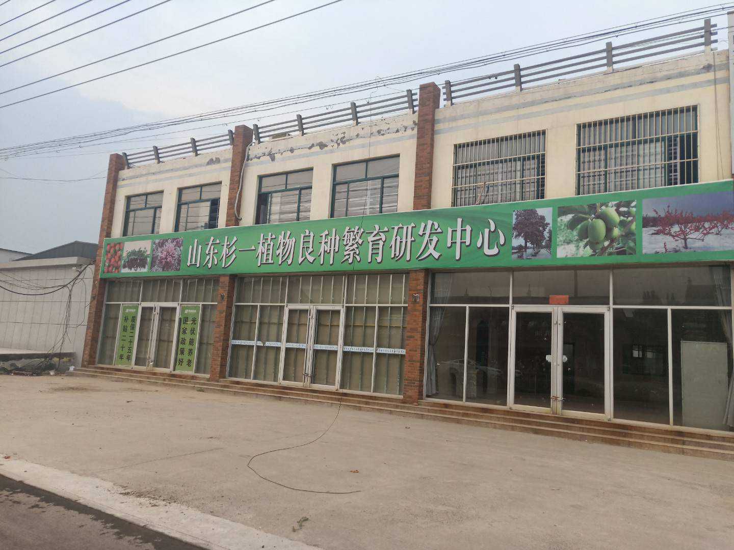  全国获金奖组培金丝楸树
