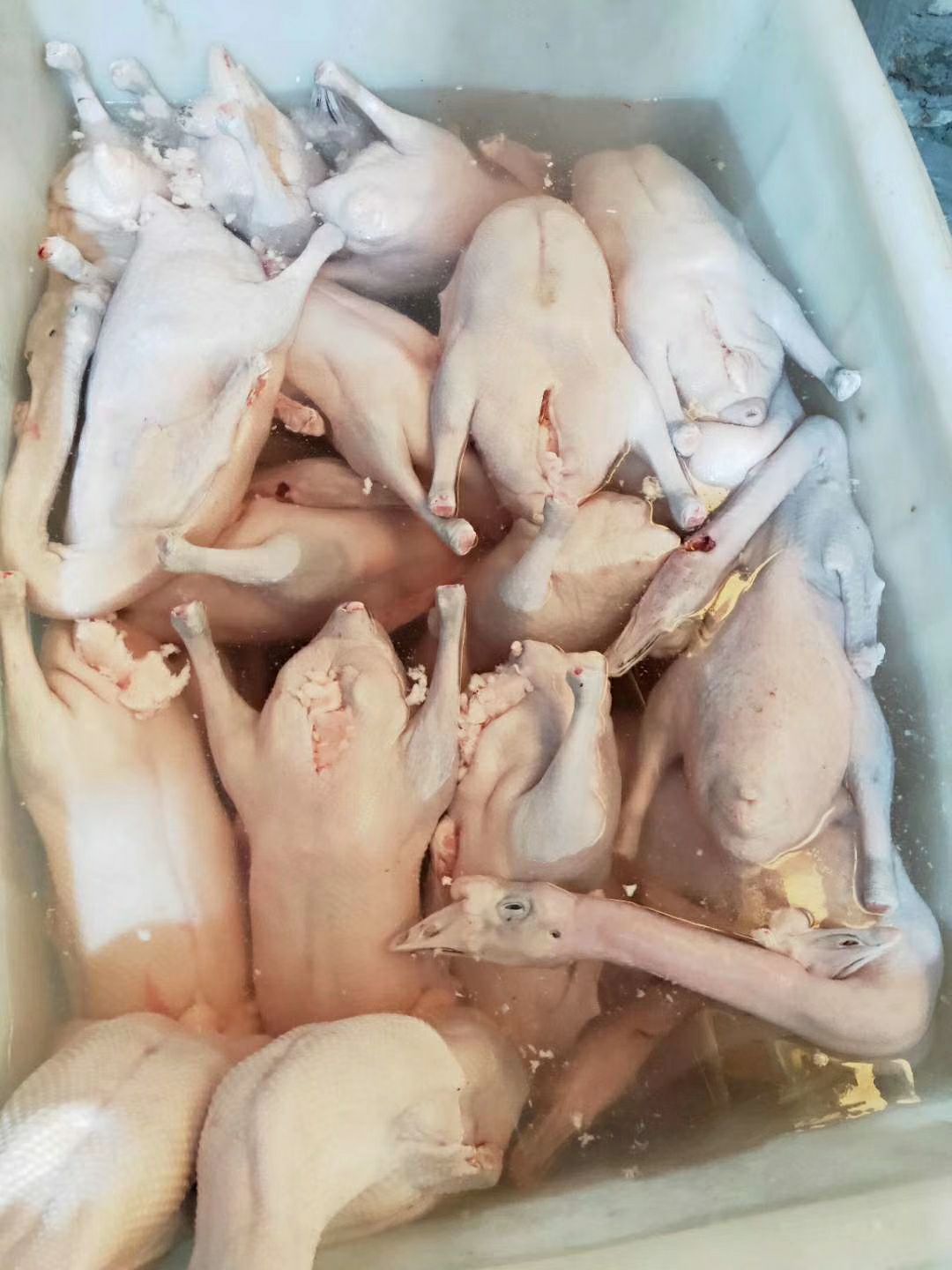 鹅肉类 广东清远黑棕鹅
