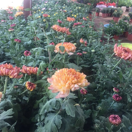 扬中市 菊花盆栽带花苞千头菊乒乓菊苗九月秋室内阳台送肥料
