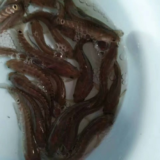 南宁七星鱼苗 ，场地直销