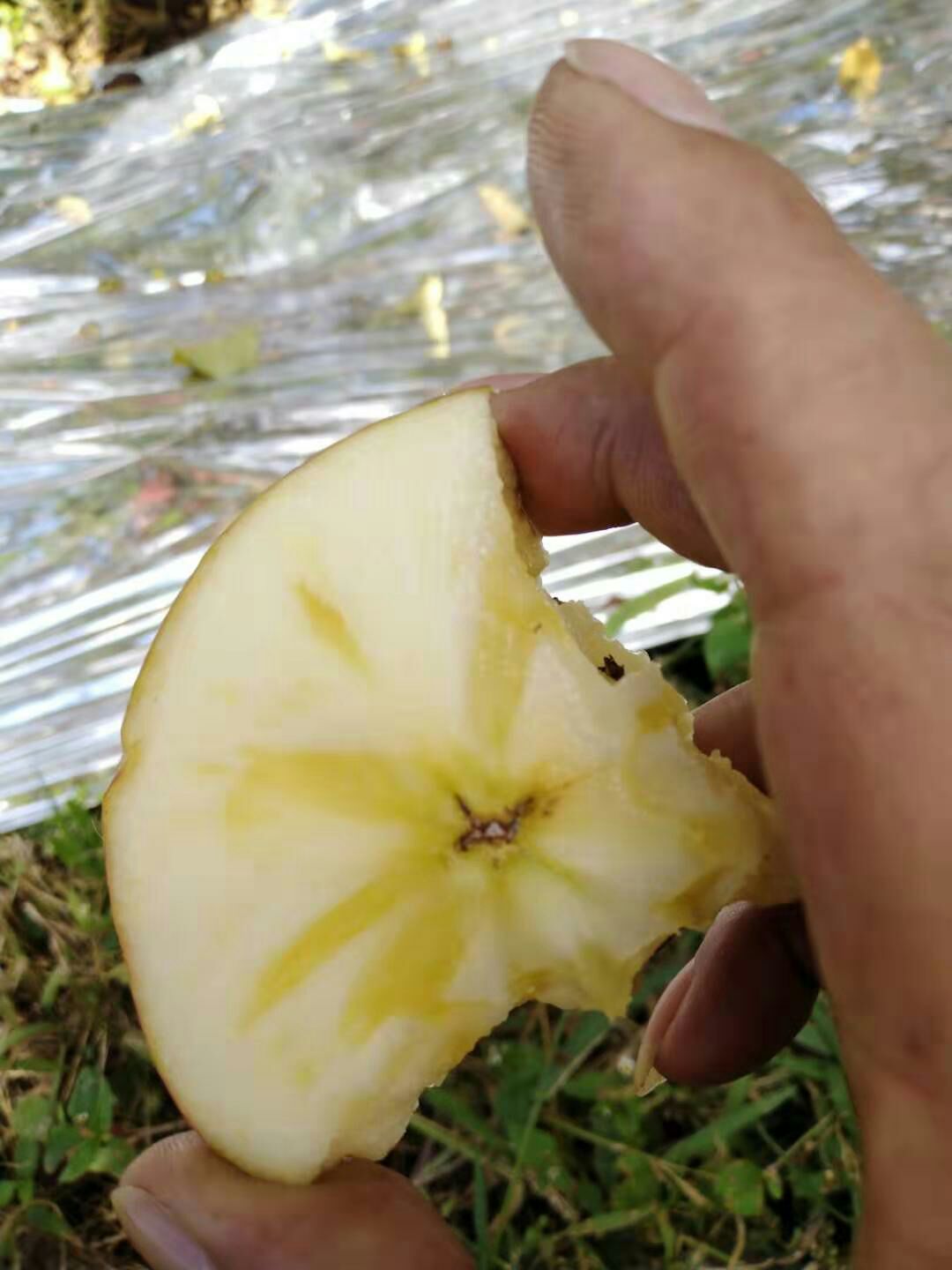 红富士苹果 高原糖心红富士