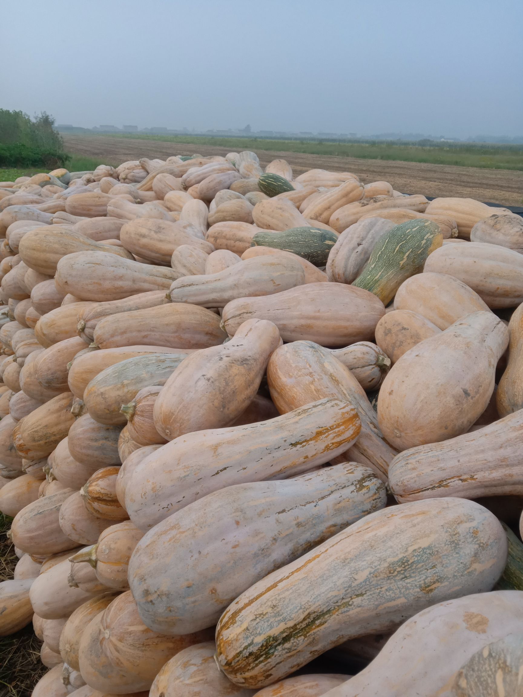 品种名:蜜本南瓜 单个重:6~10斤