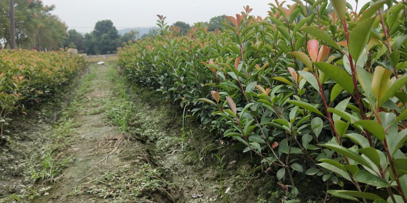 红叶石楠基地在哪里