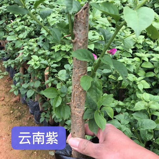 漳州 三角梅安格斯（云南紫）