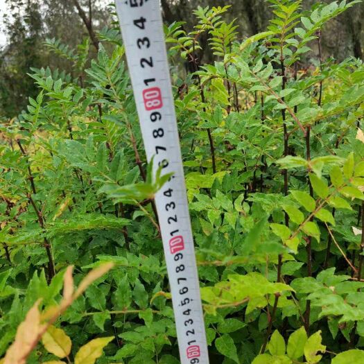 会泽县 大量出售花椒苗， 量大联系