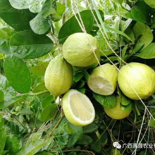 南宁无籽四季香水柠檬10斤装包邮！