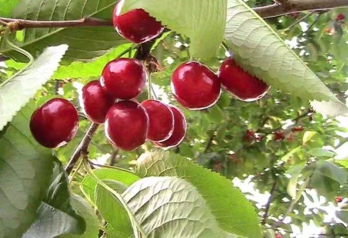 纳雍县 樱桃树苗 玛瑙红樱桃树苗