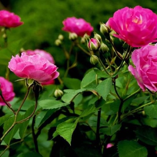 平邑县 蔷薇苗多色花系蔷薇花苗红花蔷薇苗爬藤花黄花粉花