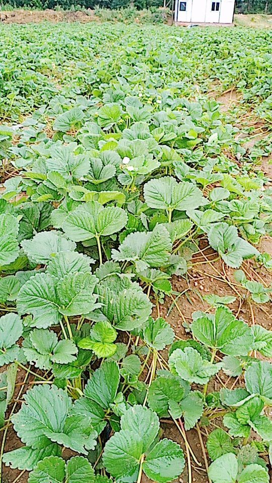  夏季草莓苗，蒙特瑞。至全国夏季草莓种植户的一个提示请一定要