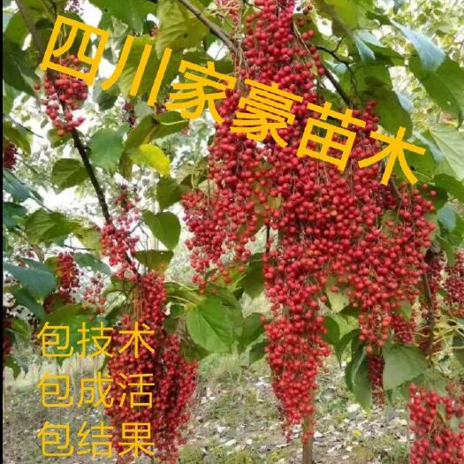 苍溪县毛叶山桐子苗 基地直发 质量保证包技术指导 成活率可以