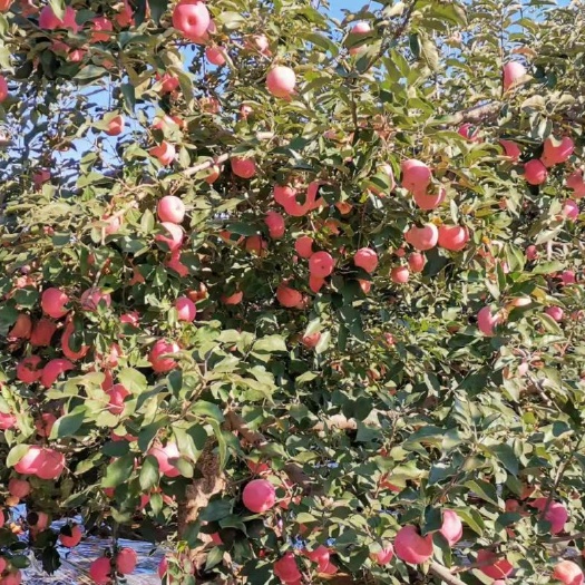 卢龙县 大量寒富苹果上市啦，有意向的老板可以与我联系，具体问题可商议