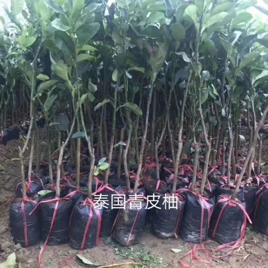 灵山县青柚苗 泰国青皮柚