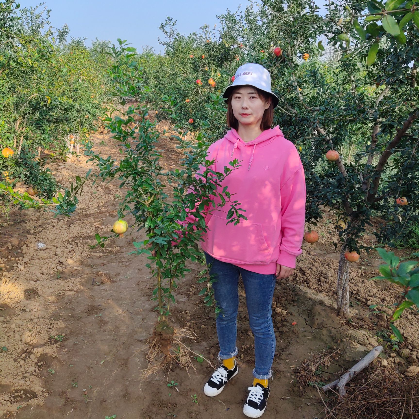  河阴软籽树苗突尼斯石榴树苗，两年苗已挂果，免费提供种植技术