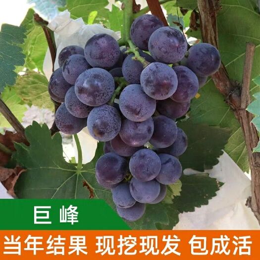 平邑县 葡萄苗新品巨峰 夏黑 藤稔 蓝宝石 浪漫红颜 阳光玫瑰等品种