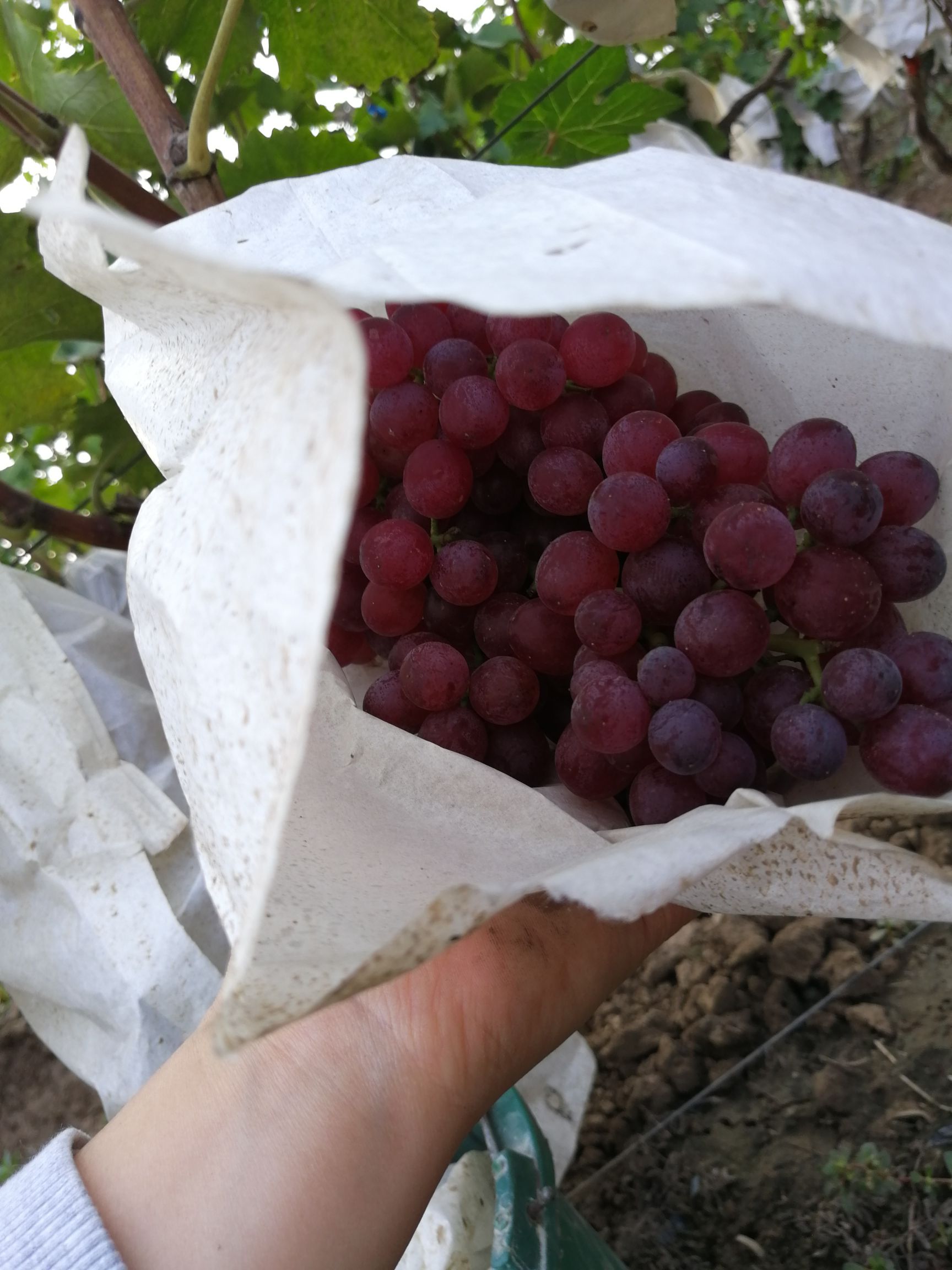 红宝石葡萄 红宝石开园了超级甜