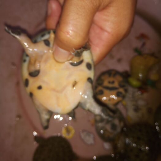 灵山县中华鳖苗 黄沙苗