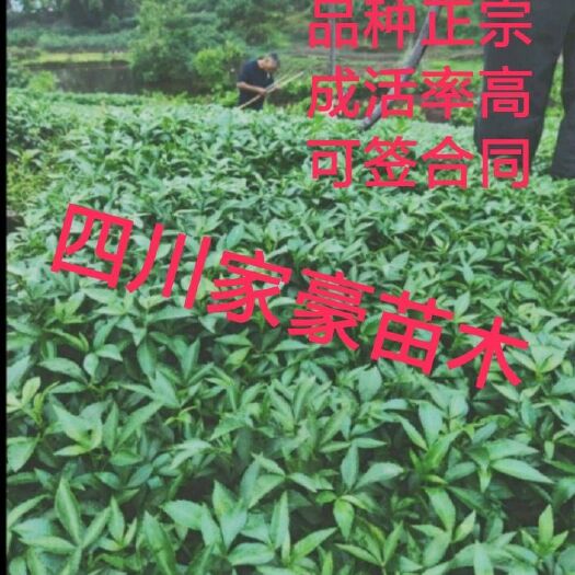 苍溪县九叶青花椒苗 基地现挖现发  保湿发货 假一赔十品质保证
