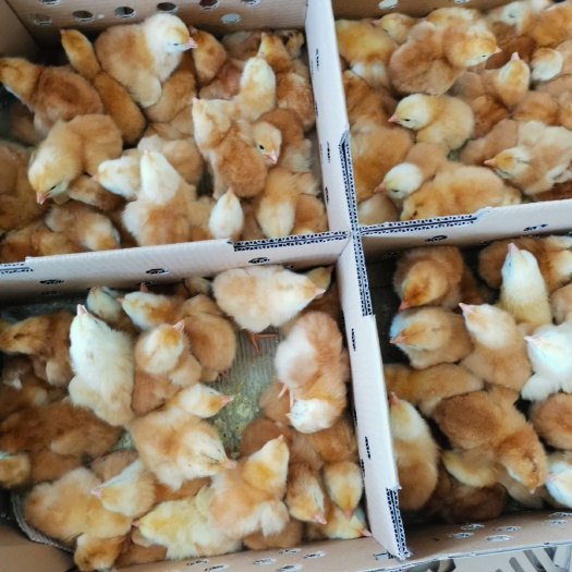 南宁 鸡苗
