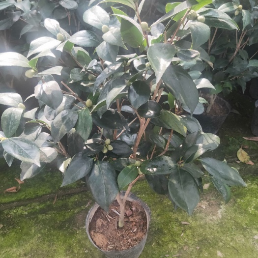 漳平市 赤丹茶花带花苞